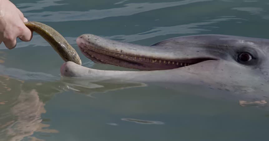 Dolphin Feeding Experience at Tin Can Bay from Rainbow Beach - main image